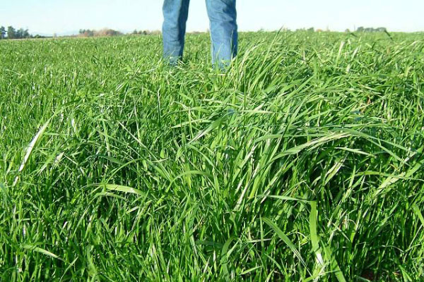 Cutter tetraploidal ryegrass