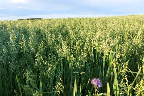 Greenfeed oats