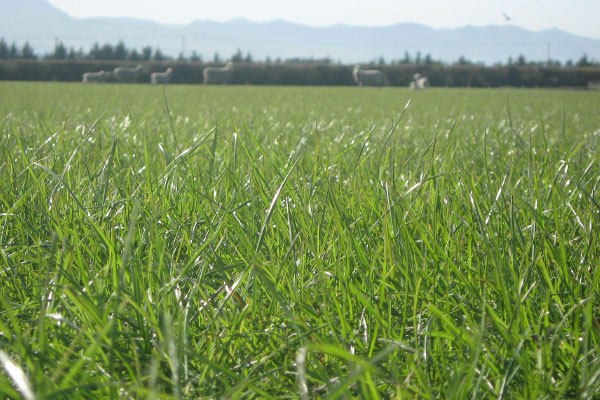 Riley ryegrass