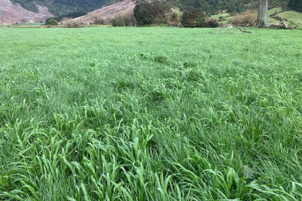 Harvey prairie grass