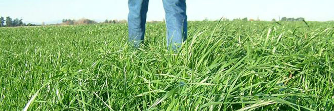 Cutter tetraploidal ryegrass