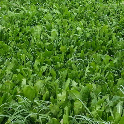 Candy Seed Mix