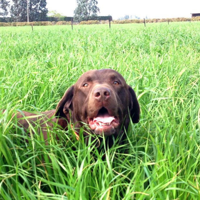 Riley perennial ryegrass