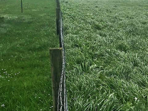 Mt Ida fescue cross with Italian ryegrass