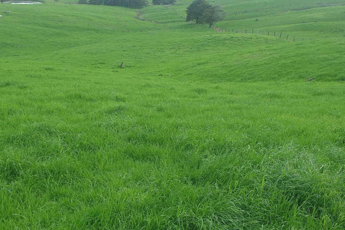 Canterbury Ryegrass